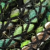 HEART-180 - Pom Multicolor Green