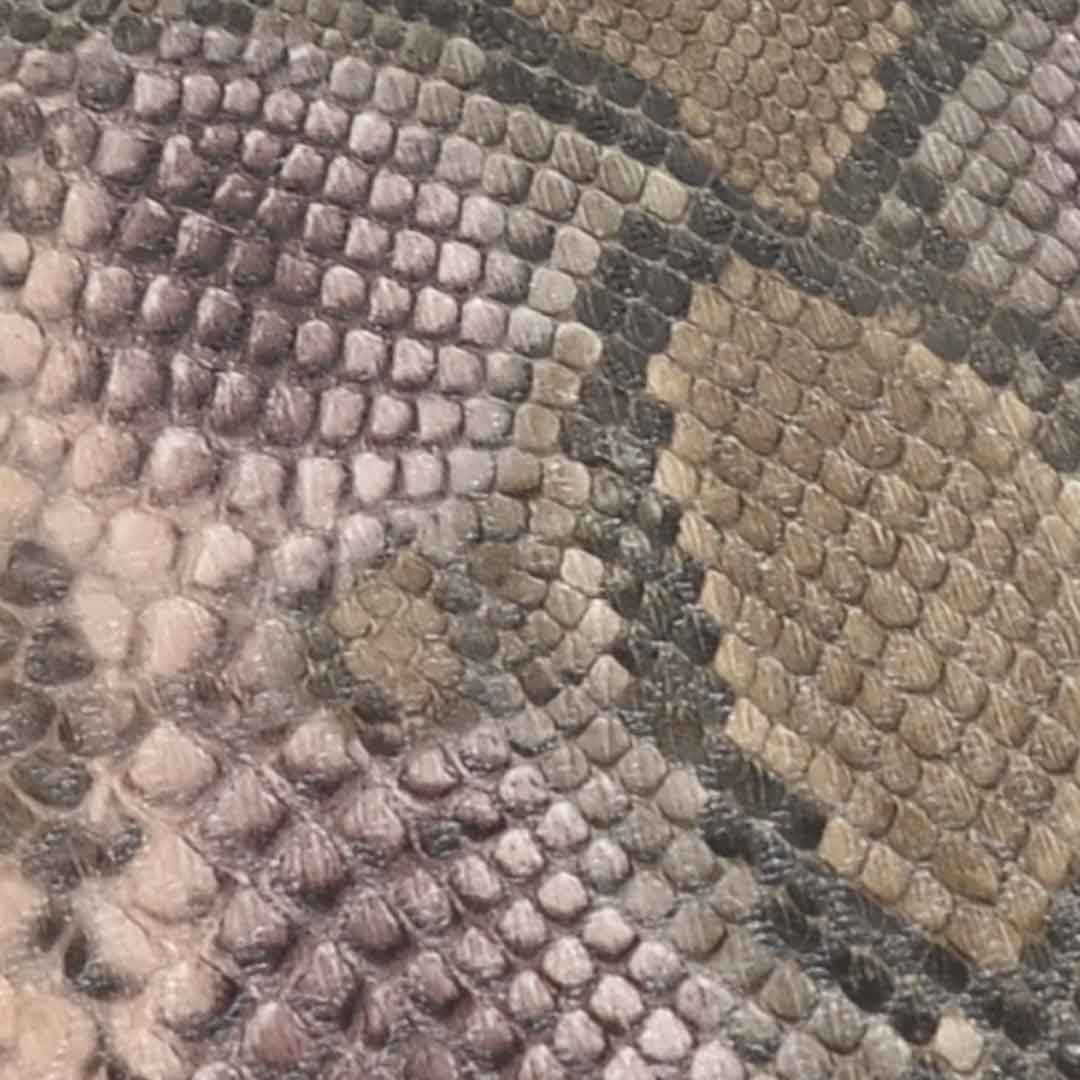 SNAKE-MULT-KHAKI - Snake Khaki-Pink